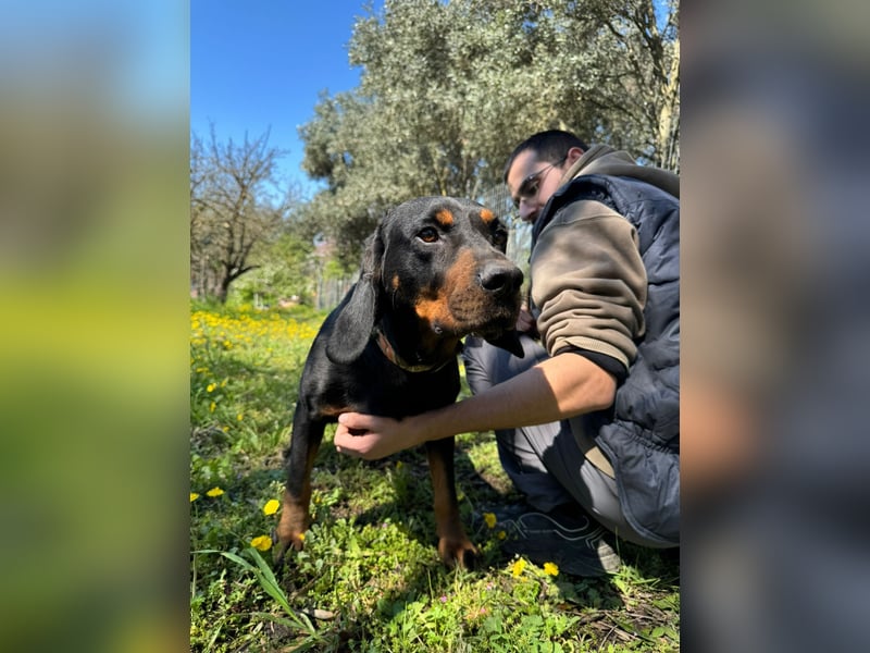 Hund Rüde Tierschutz Bundesweite Vermittlung