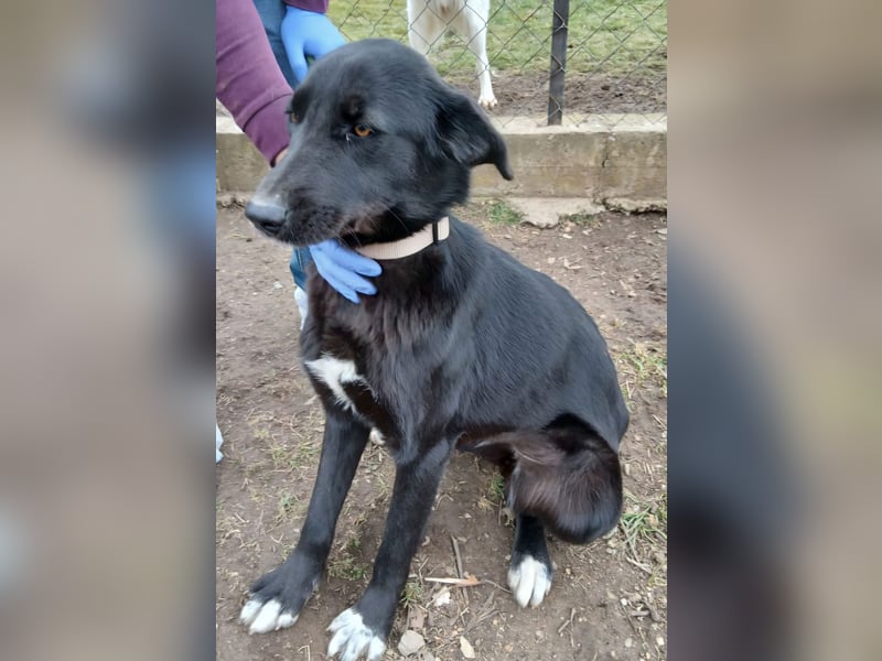 Hund Hündin Tierschutz Kastriert Bundesweite Vermittlung