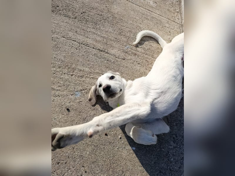 Hund Rüde Junghund Tierschutz Bundesweite Vermittlung