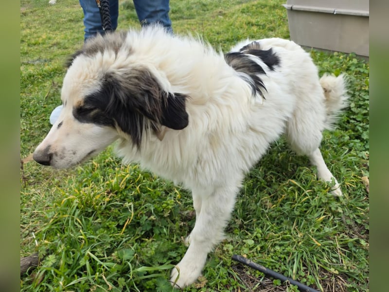 Hund Rüde Tierschutz Bundesweite Vermittlung