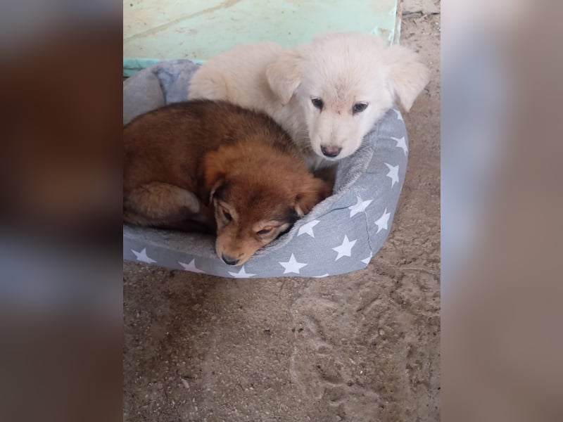 Hund Hündin Welpe Tierschutz Bundesweite Vermittlung