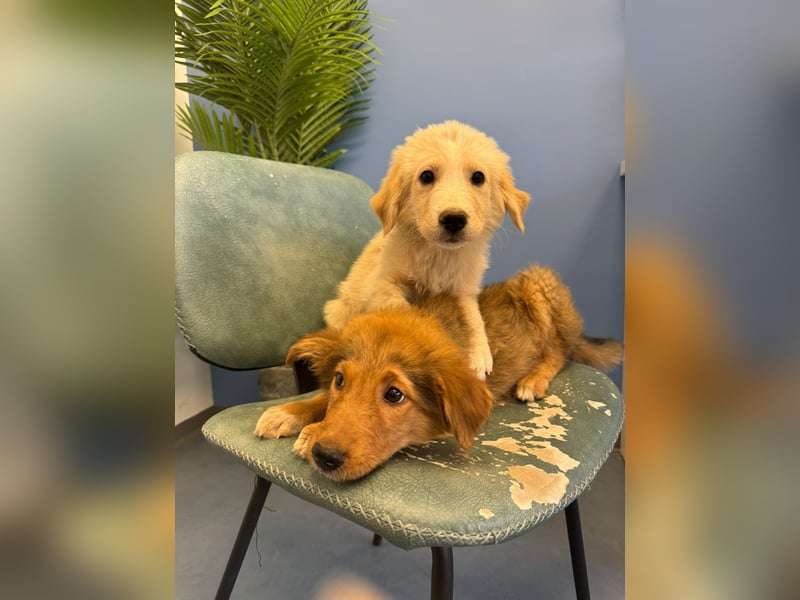 Hund Hündin Welpe Tierschutz Bundesweite Vermittlung