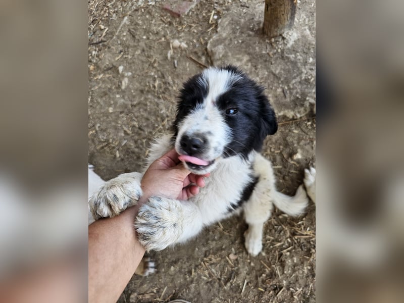 Hund Welpe Rüde Sam Tierschutz