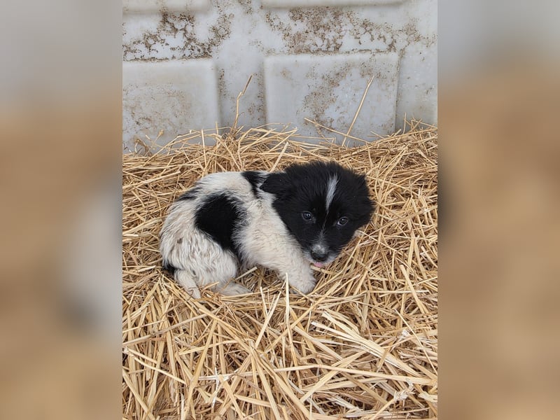 Hund Rüde Welpe Tierschutz Bundesweite Vermittlung