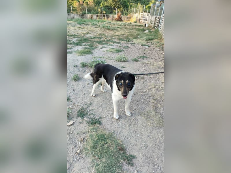 Hund Rüde Tierschutz kastriert Blind Handicap Bundesweite Vermittlung