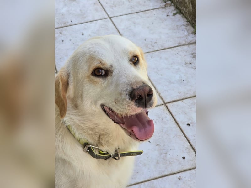 Hund Hündin Kastriert Tierschutz Bundesweite Vermittlung