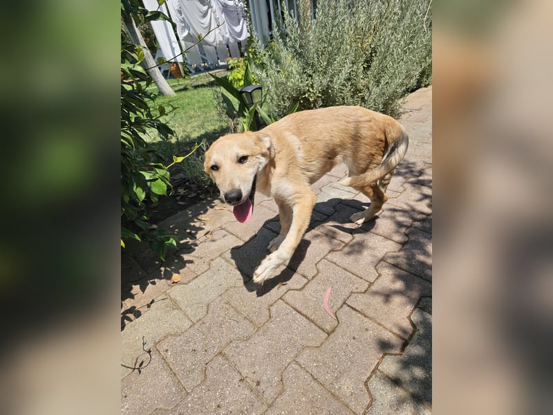 Hund Junghund Hündin Thalia Tierschutz Traumhund