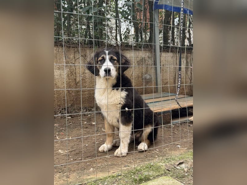 Hund Hündin Welpe Tierschutz Bundesweite Vermittlung