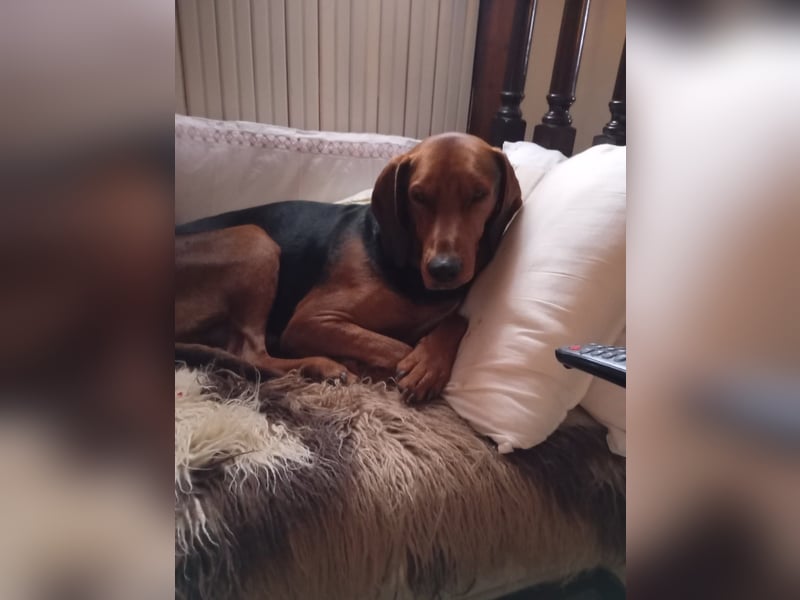 Hund Rüde Tierschutz Bundesweite Vermittlung
