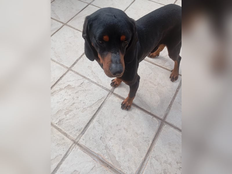 Hund Rüde Tierschutz Bundesweite Vermittlung