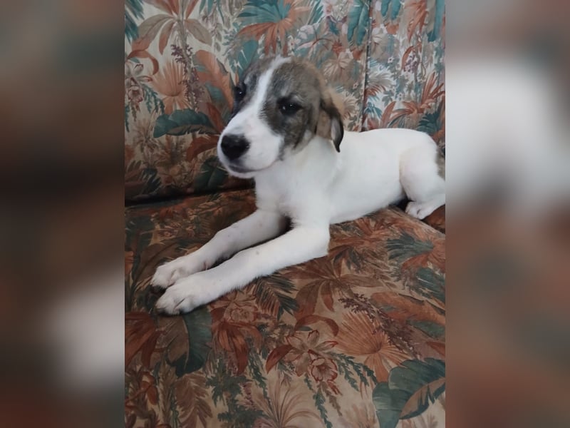 Hund Hündin Welpe Tierschutz Bundesweite Vermittlung