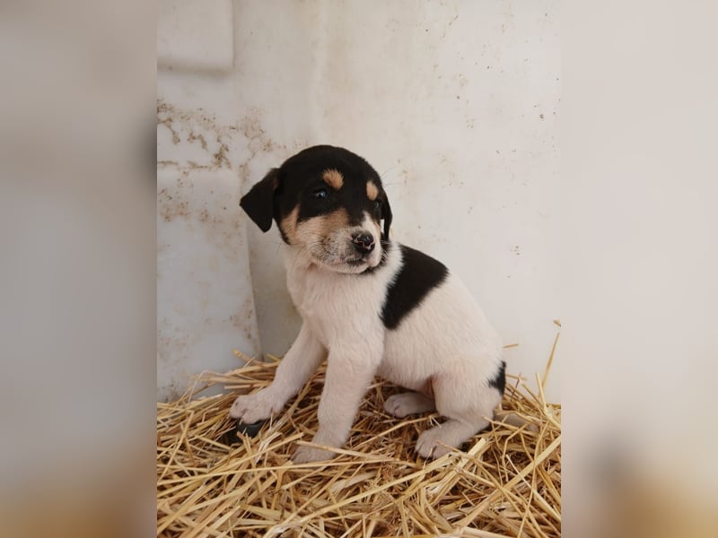 Hund Hündin Welpe Tierschutz Bundesweite Vermittlung
