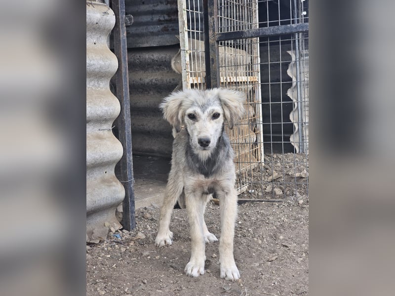Hund Hündin Welpe Tierschutz Bundesweite Vermittlung