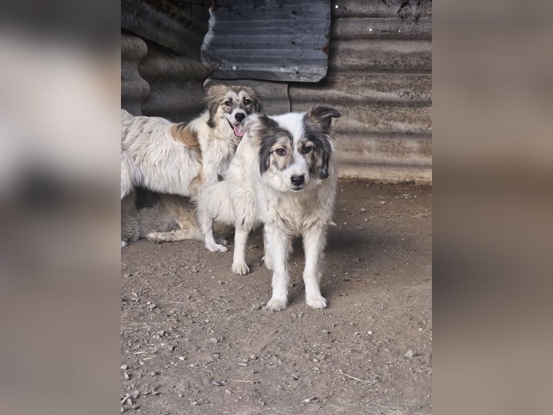 Hund Hündin Tierschutz Bundesweite Vermittlung