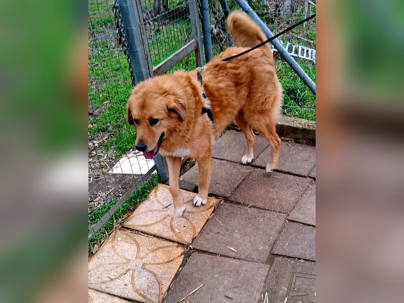 Hund Hündin Tierschutz Bundesweite Vermittlung