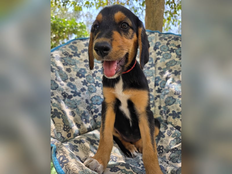 Hund Hündin Welpe Tierschutz Bundesweite Vermittlung