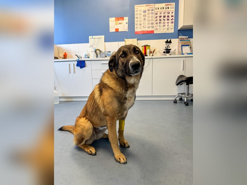 Hund Hündin Tierschutz Kastriert Bundesweite Vermittlung