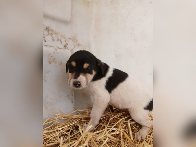 Hund Hündin Welpe Tierschutz Bundesweite Vermittlung