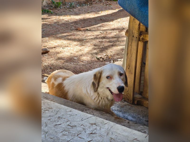 Hund Rüde Tierschutz Bundesweite Vermittlung