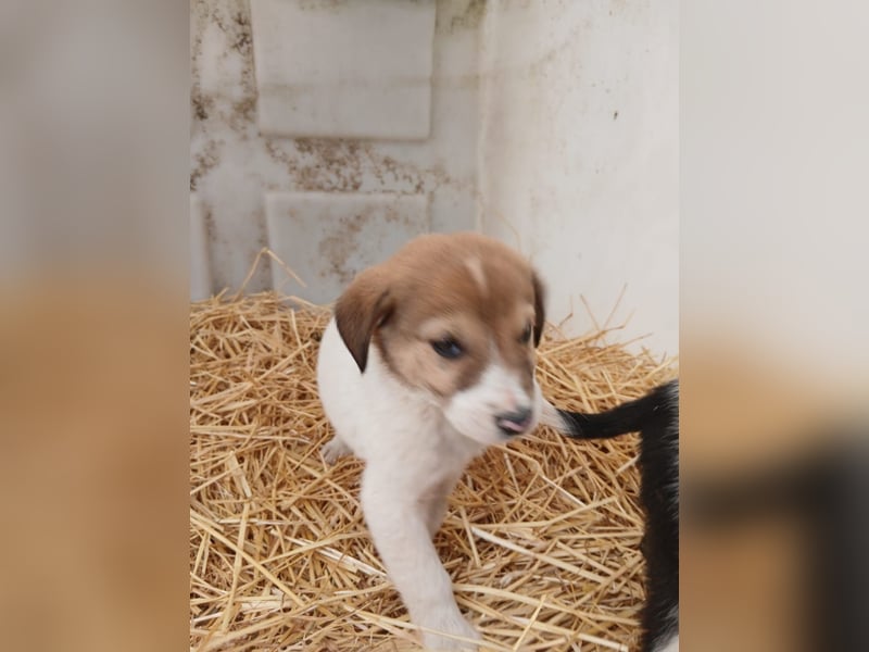 Hund Rüde Tierschutz Welpe Tierschutz Bundesweite Vermittlung