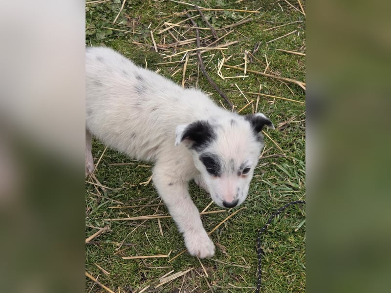 Hund Hündin Welpe Tierschutz Bundesweite Vermittlung
