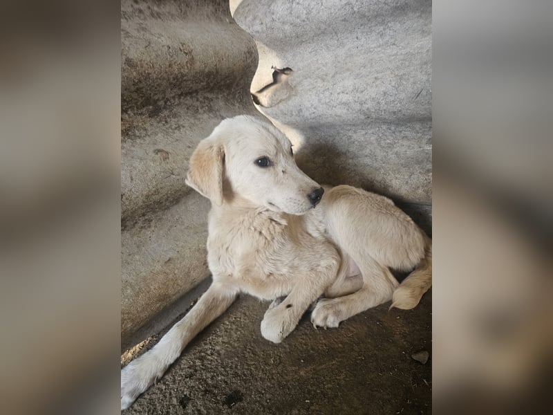 Hund Hündin Welpe Tierschutz Bundesweite Vermittlung