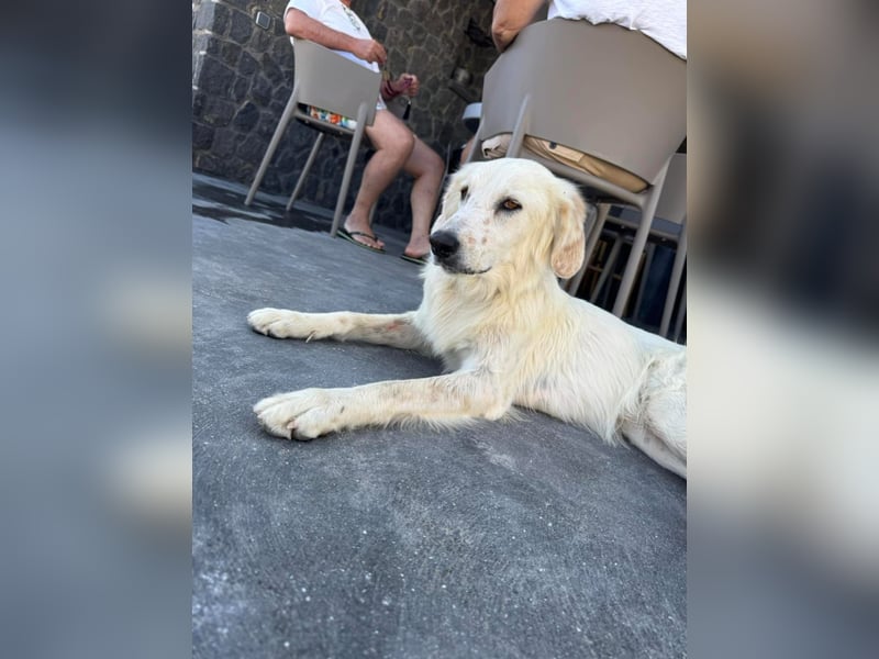 Hund Hündin Tierschutz kastriert Bundesweite Vermittlung