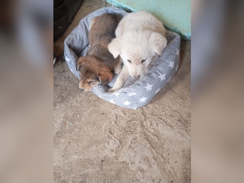 Hund Rüde Tierschutz Welpe Bundesweite Vermittlung