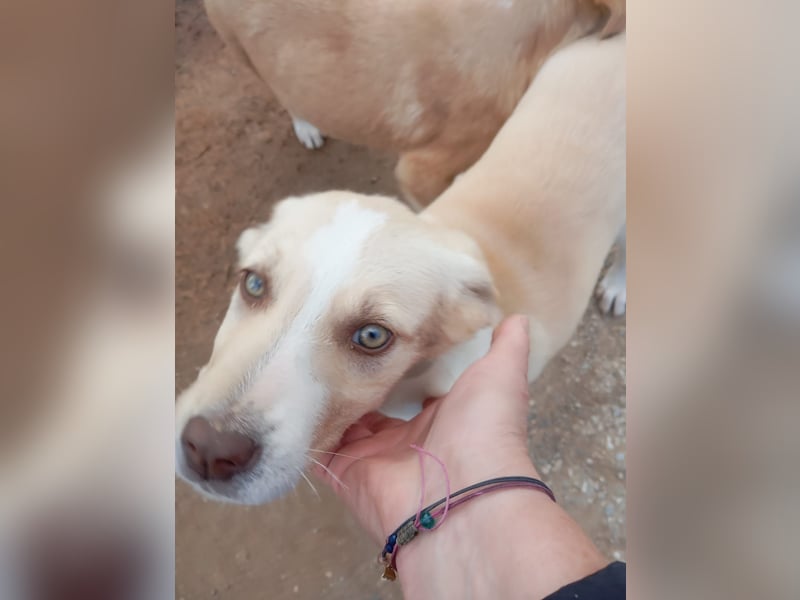 Hund Rüde Welpe Tierschutz Bundesweite Vermittlung