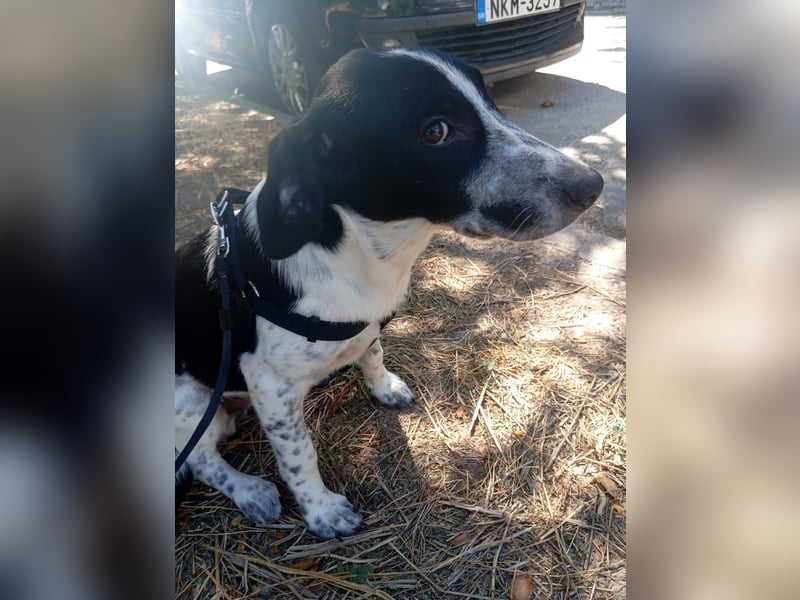 Hund Hündin Welpe Tierschutz Bundesweite Vermittlung