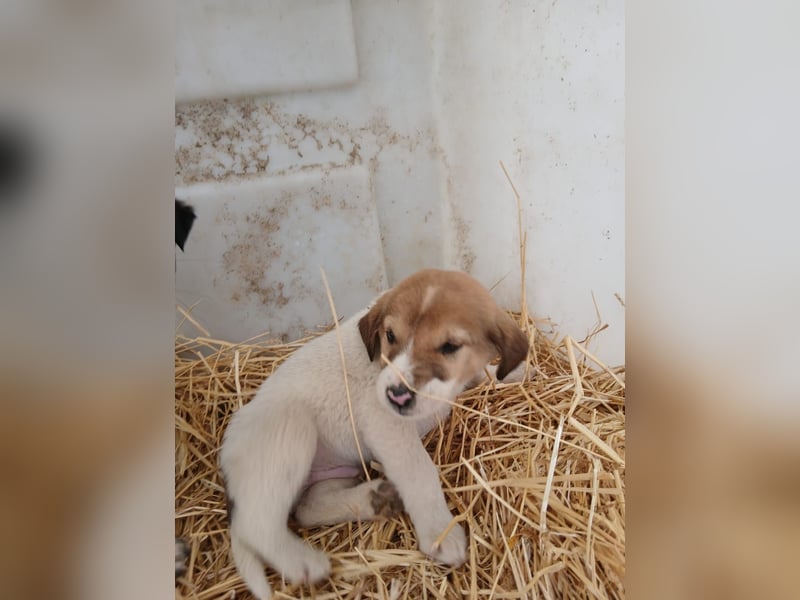 Hund Rüde Tierschutz Welpe Tierschutz Bundesweite Vermittlung