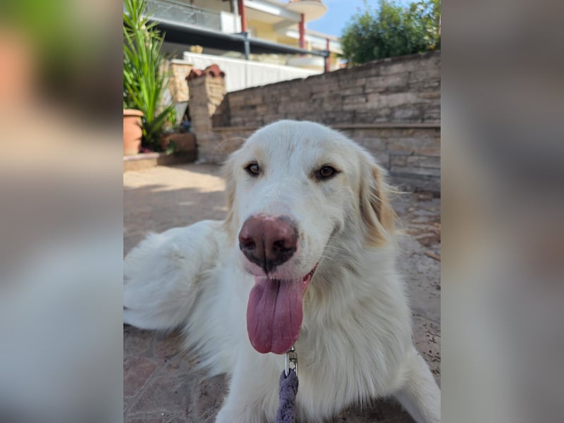 Hund Hündin Kastriert Tierschutz Bundesweite Vermittlung