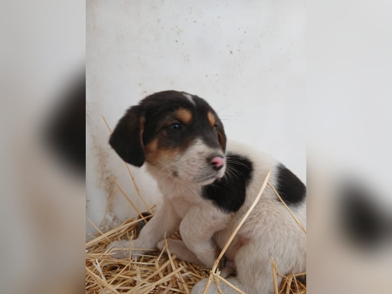 Hund Rüde Welpe Tierschutz Bundesweite Vermittlung