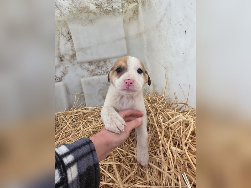 Hund Rüde Tierschutz Welpe Bundesweite Vermittlung