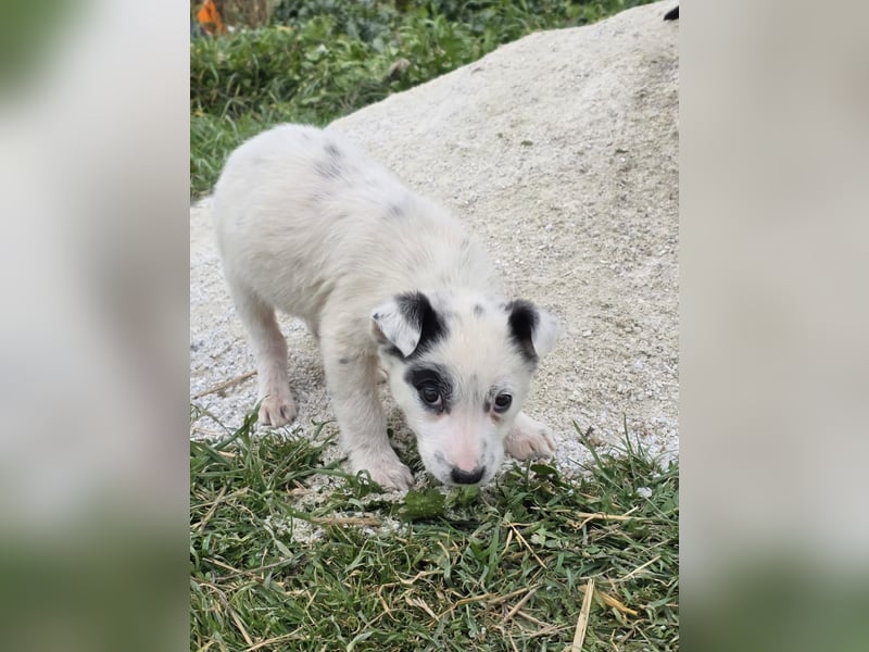 Hund Hündin Welpe Tierschutz Bundesweite Vermittlung