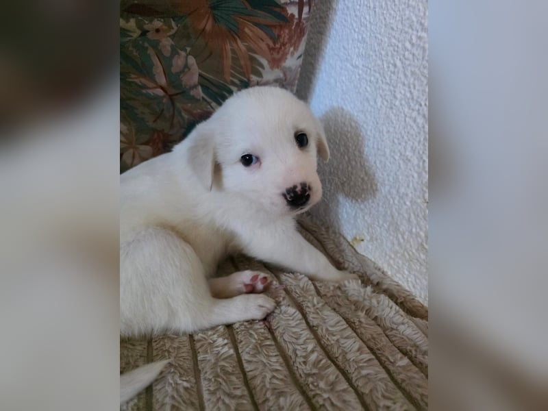 Hund Hündin Welpe Tierschutz Bundesweite Vermittlung