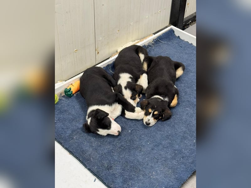 Hund Hündin Welpe Tierschutz Leia Bundesweite Vermittlung