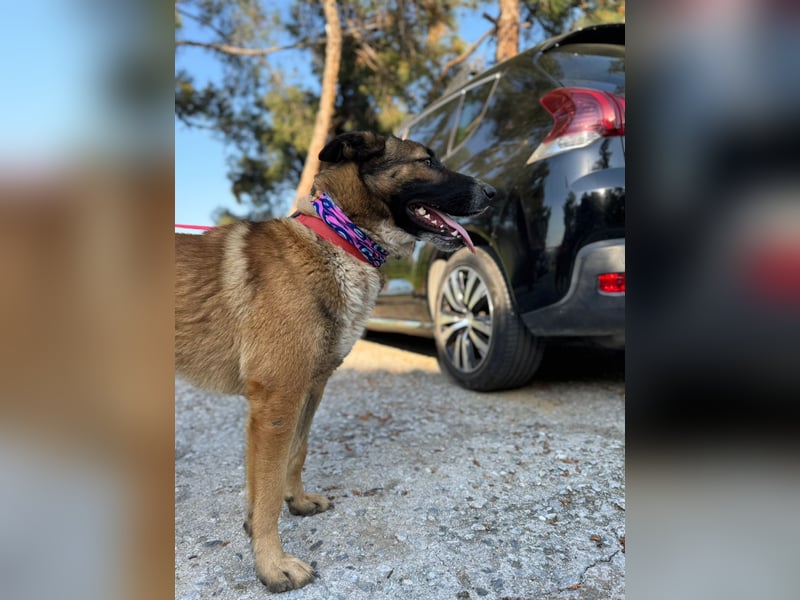 Hund Hündin Tierschutz Kastriert Bundesweite Vermittlung