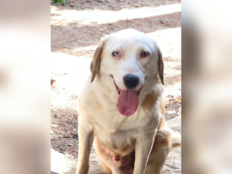 Hund Rüde Tierschutz Bundesweite Vermittlung