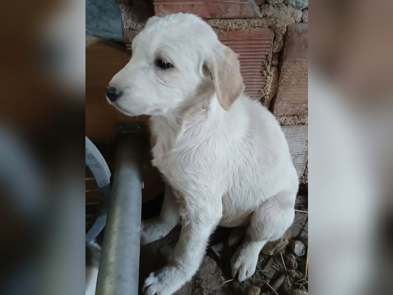 Hund Hündin Welpe Yaila Tierschutz Bundesweite Vermittlung
