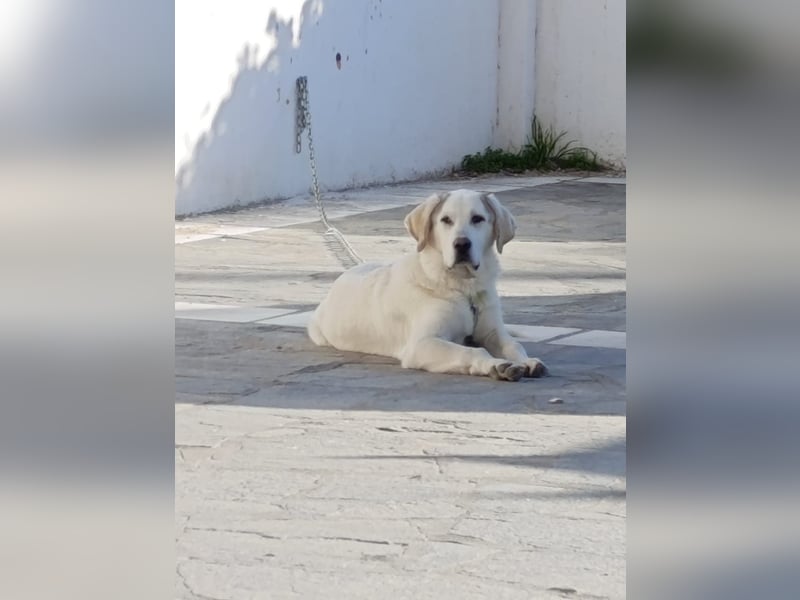 Hund Rüde Junghund Tierschutz Bundesweite Vermittlung