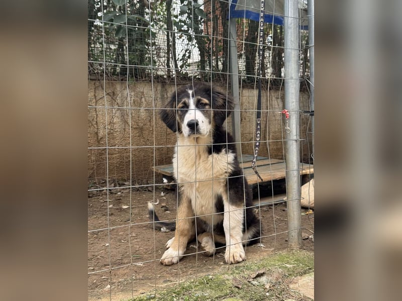Hund Hündin Welpe Tierschutz Bundesweite Vermittlung
