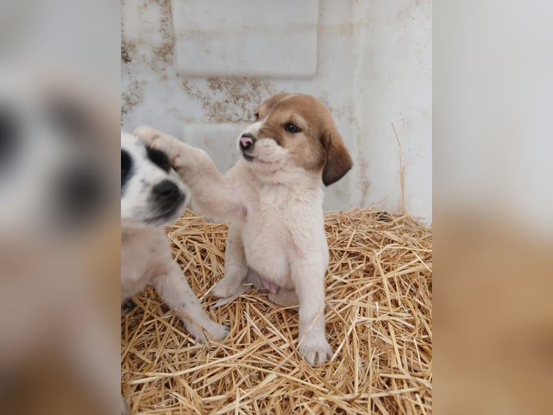 Hund Rüde Tierschutz Welpe Tierschutz Bundesweite Vermittlung