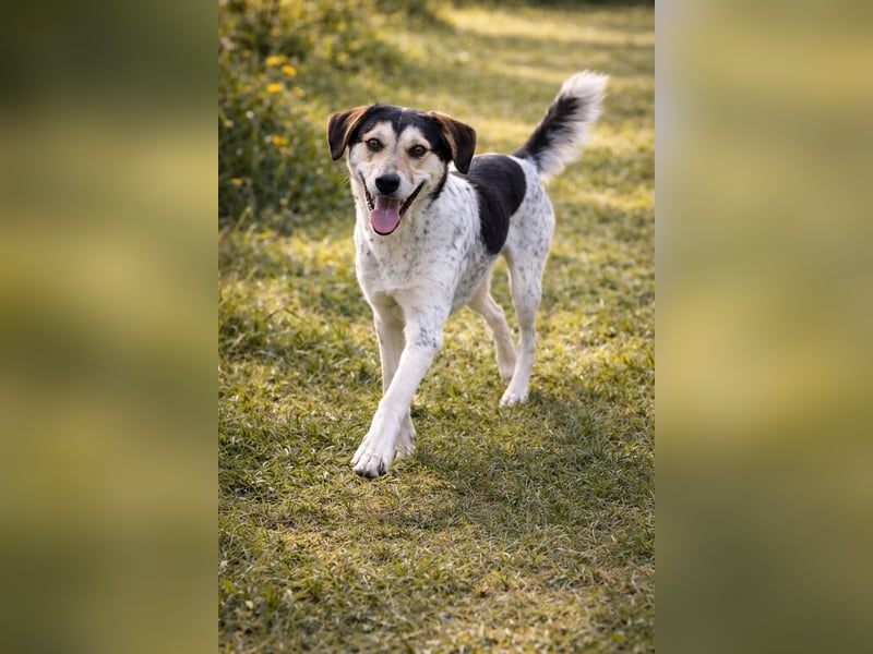 Hund Rüde Tierschutz Bundesweite Vermittlung