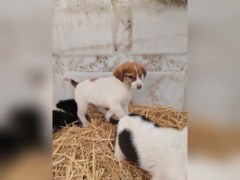 Hund Rüde Tierschutz Welpe Bundesweite Vermittlung