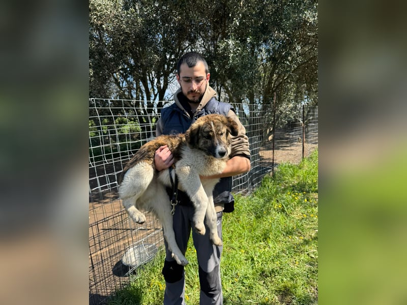 Hund Rüde Tierschutz Bundesweite Vermittlung