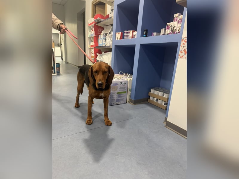Hund Rüde Tierschutz Bundesweite Vermittlung