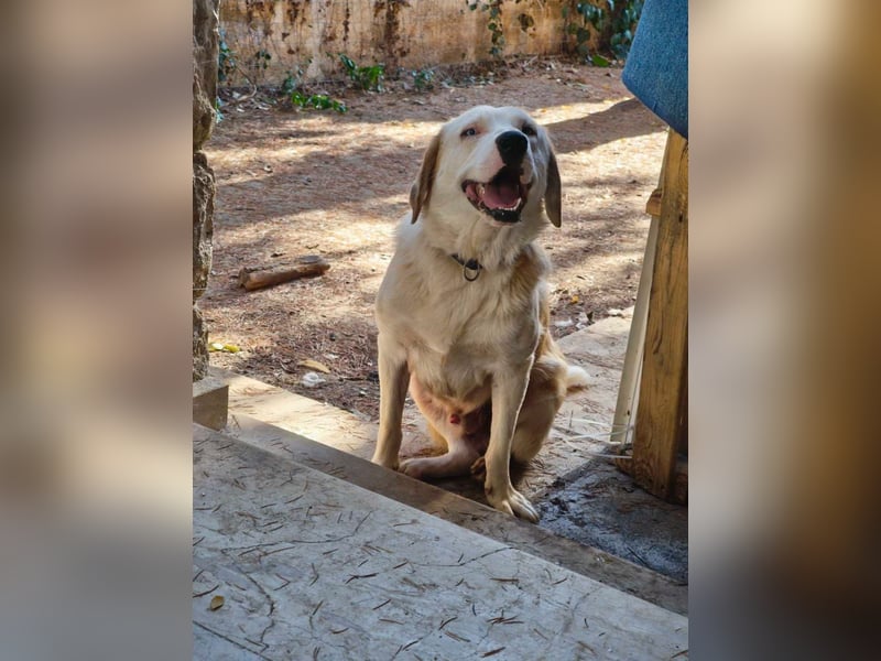 Hund Rüde Tierschutz Bundesweite Vermittlung