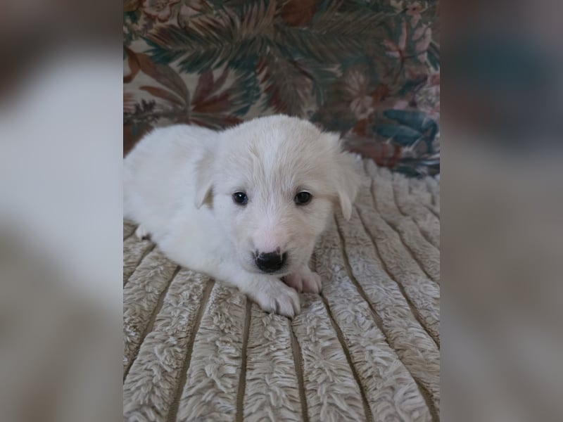 Hund Hündin Welpe Tierschutz Bundesweite Vermittlung