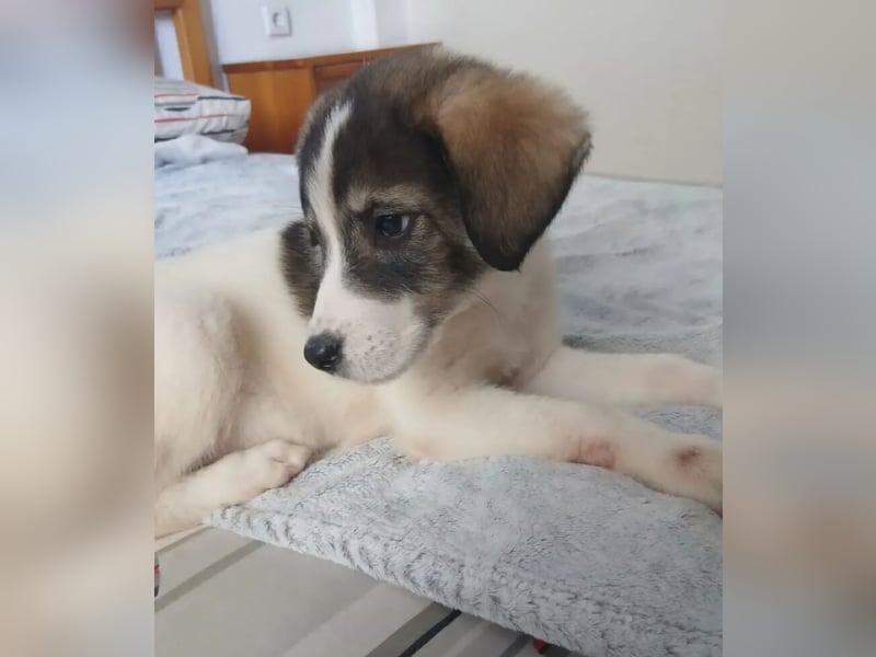 Hund Hündin Welpe Tierschutz Bundesweite Vermittlung